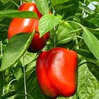 Capsicum California Wonder Organic Vegetable Seeds