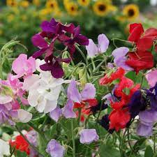 Sweetpea- Multiflora Colorama Mix