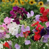 Sweetpea- Multiflora Colorama Mix