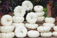 Flat Stacker – Pumpkin Seed