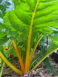 Silverbeet- Golden Sunrise