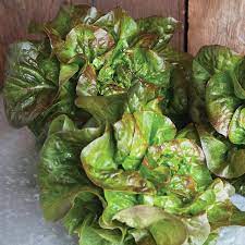 Kolibri – Organic Lettuce Seed