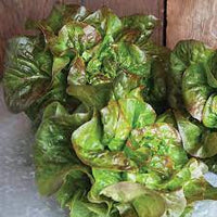 Kolibri – Organic Lettuce Seed