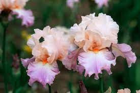 Celebration Song Bearded Iris