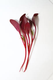 Orach, Scarlet – Microgreen Seed
