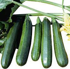 Flaminio – Zucchini Squash Seed