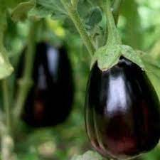 Eggplant- Black Beauty