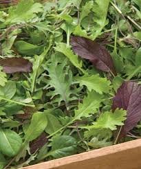 Ovation Greens Mix – Organic Seeds