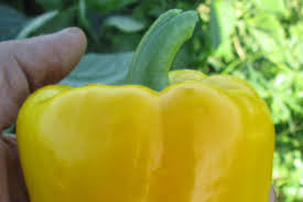 SVPB8415 – Bell Pepper Seed
