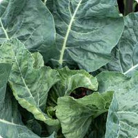 Collard, Champion – Microgreen Seed