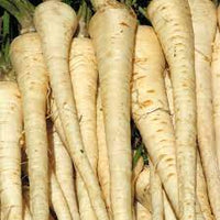 Parsnip- Melbourne White Skin