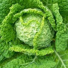 Cabbage Savoy Heirloom Vegetable Seeds