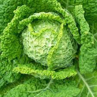 Cabbage Savoy Heirloom Vegetable Seeds