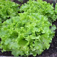 Lettuce Butter Head Green Vegetable Seeds