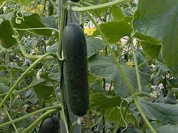 Corinto – Organic Cucumber Seed
