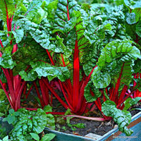 Chard, Ruby Red – Microgreen Seed