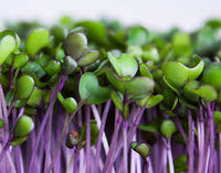 Kohlrabi, Purple – Organic Microgreen Seed