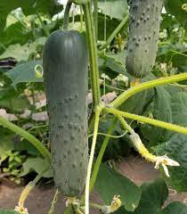 Corinto – Organic Cucumber Seed