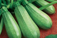 Magda – Zucchini Squash Seed
