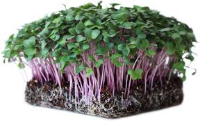 Kohlrabi, Purple – Organic Microgreen Seed