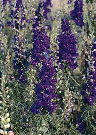 QIS? Lilac – Larkspur Seed