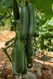 Picolino – Organic Cucumber Seed