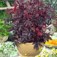 Mahogany Splendor – Hibiscus Seed