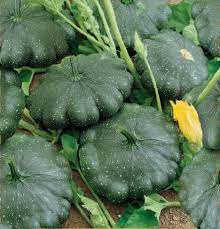 G-Star – Organic Patty Pan Squash Seed