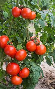 Oregon Spring – Organic Tomato Seed