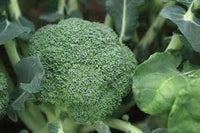 Monflor – One-Cut Broccoli Seeds