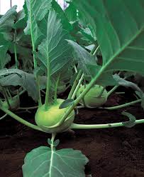 Quickstar – Kohlrabi Seed