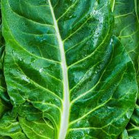 Heart of Gold – Organic Swiss Chard Seed