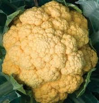 Cauliflower Cheddar Hybrid