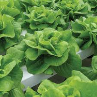 Casey – Pelleted Lettuce Seed