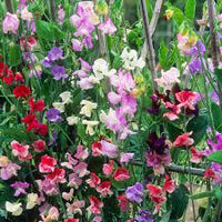 Sweetpea- Multiflora Colorama Mix