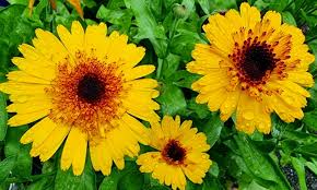Calendula- Crown Yellow