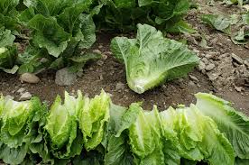 Chalupa – Organic Romaine Lettuce Seeds