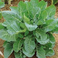 Collards- Georgia Southern