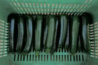 Desert – Organic Zucchini Squash Seed
