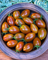 Bronze Torch – Tomato Seed