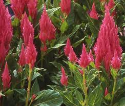 Sunday? Bright Pink – Celosia Seed