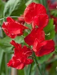 Sweetpea- Mammoth Scarlet