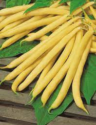 Climbing Bean- Kentucky Wonder Wax