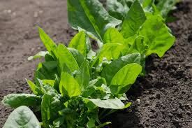 Lizard – Spinach Seed