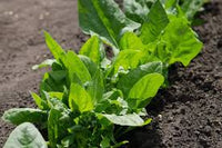 Lizard – Spinach Seed