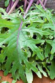 Kale Red Russian Vegetable Seeds