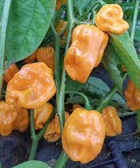 Numex Suave Orange – Habanero Pepper Seed