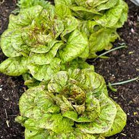 Lettuce- Speckled
