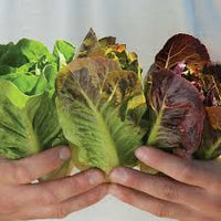 Mini Romaine Trio – Lettuce Varieties