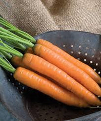 Negovia – Organic Carrot Seed